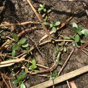 Alternanthera philoxeroides at Hackett, ACT - 2 Nov 2019