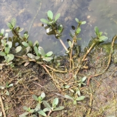 Alternanthera philoxeroides at Hackett, ACT - 2 Nov 2019