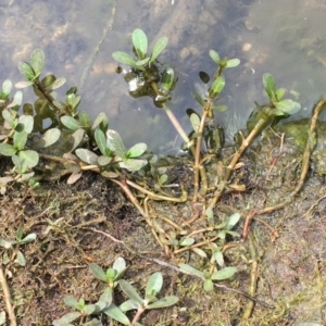 Alternanthera philoxeroides at Hackett, ACT - 2 Nov 2019