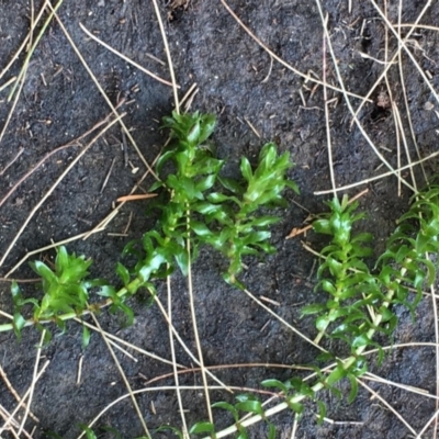 Elodea canadensis (Canadian Pondweed) at Lake Burley Griffin West - 2 Nov 2019 by JaneR