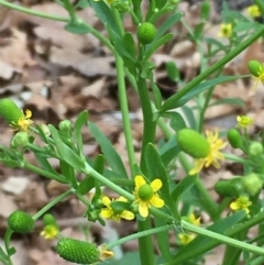 Ranunculus sceleratus subsp. sceleratus (Celery-leaved Buttercup, Celery Buttercup) at Lake Burley Griffin West - 2 Nov 2019 by JaneR