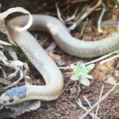 Parasuta flagellum (Little Whip-snake) at Cooma, NSW - 3 Nov 2019 by BrianHerps