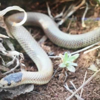 Parasuta flagellum (Little Whip-snake) at Cooma, NSW - 4 Nov 2019 by BrianLR