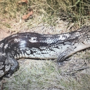 Tiliqua nigrolutea at Cotter River, ACT - 4 Nov 2019 07:56 AM