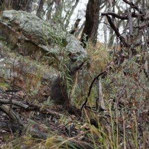 Wallabia bicolor at Acton, ACT - 3 Nov 2019