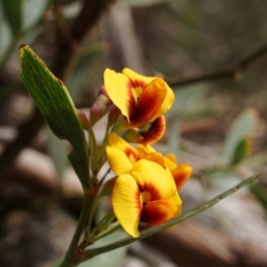 Daviesia mimosoides subsp. mimosoides at Tennent, ACT - 2 Nov 2019