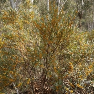 Daviesia mimosoides subsp. mimosoides at Tennent, ACT - 2 Nov 2019