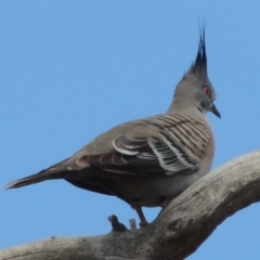 Ocyphaps lophotes (Crested Pigeon) at Tuggeranong DC, ACT - 26 Oct 2019 by michaelb