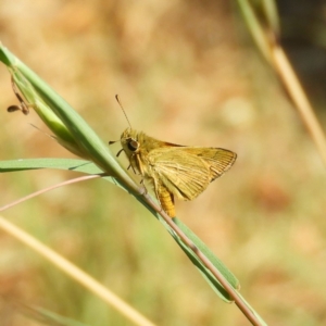 Ocybadistes walkeri at Kambah, ACT - 1 Nov 2019