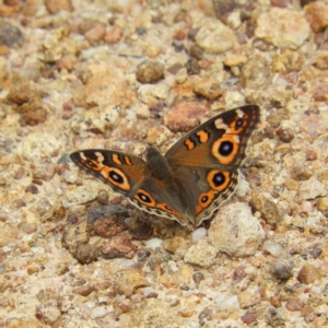 Junonia villida at Kambah, ACT - 2 Nov 2019