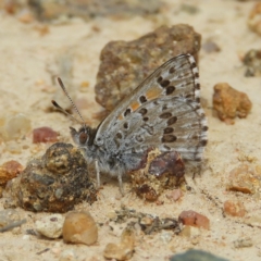 Lucia limbaria (Chequered Copper) at Mount Taylor - 2 Nov 2019 by MatthewFrawley