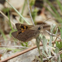 Trapezites phigalia (Heath Ochre) at Kambah, ACT - 2 Nov 2019 by MatthewFrawley