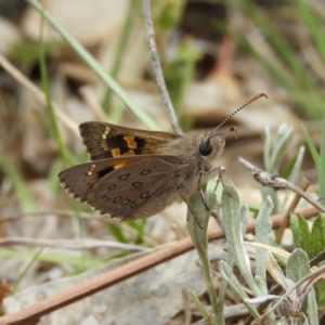 Trapezites phigalia at Kambah, ACT - 2 Nov 2019