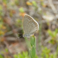 Zizina otis (Common Grass-Blue) at Mount Taylor - 2 Nov 2019 by MatthewFrawley