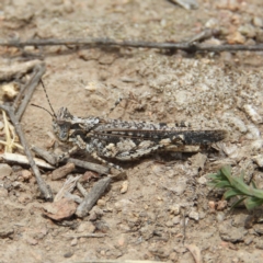 Pycnostictus seriatus (Common Bandwing) at Tuggeranong DC, ACT - 2 Nov 2019 by MatthewFrawley