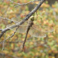 Anax papuensis (Australian Emperor) at Mount Taylor - 2 Nov 2019 by MatthewFrawley