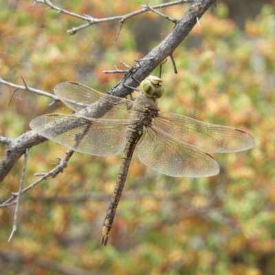 Anax papuensis (Australian Emperor) at Chifley, ACT - 2 Nov 2019 by MatthewFrawley