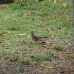 Spilopelia chinensis (Spotted Dove) at McKellar, ACT - 3 Nov 2019 by Timberpaddock