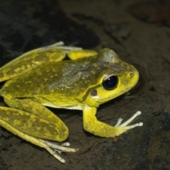 Litoria lesueuri (Lesueur's Tree-frog) at Namadgi National Park - 30 Oct 2019 by BrianH