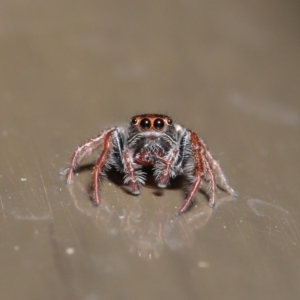 Opisthoncus sp. (genus) at Acton, ACT - 30 Oct 2019