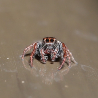 Opisthoncus sp. (genus) (Unidentified Opisthoncus jumping spider) at Acton, ACT - 30 Oct 2019 by TimL