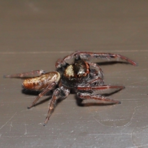 Opisthoncus sp. (genus) at Acton, ACT - 30 Oct 2019