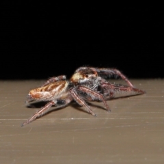 Opisthoncus sp. (genus) at Acton, ACT - 30 Oct 2019