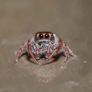 Opisthoncus sp. (genus) at Acton, ACT - 30 Oct 2019