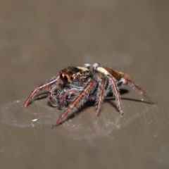 Opisthoncus sp. (genus) at Acton, ACT - 30 Oct 2019