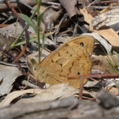 Heteronympha merope (Common Brown Butterfly) at Theodore, ACT - 4 Nov 2019 by owenh