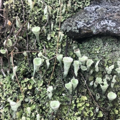 Cladonia sp. (genus) (Cup Lichen) at Googong, NSW - 3 Nov 2019 by Wandiyali
