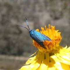 Pollanisus (genus) (A Forester Moth) at Tuggeranong Hill - 4 Nov 2019 by Owen