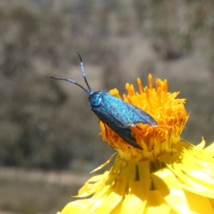 Pollanisus (genus) at Theodore, ACT - 4 Nov 2019 01:21 PM