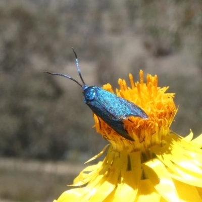 Pollanisus (genus) (A Forester Moth) at Theodore, ACT - 4 Nov 2019 by owenh