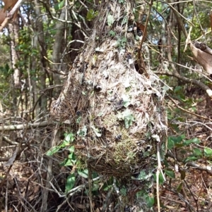 Gerygone mouki at Bawley Point, NSW - 4 Nov 2019 02:29 PM