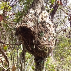 Gerygone mouki at Bawley Point, NSW - 4 Nov 2019 02:29 PM