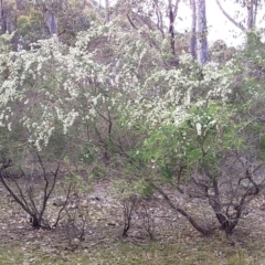 Kunzea ambigua (White Kunzea) at Meroo National Park - 4 Nov 2019 by GLemann