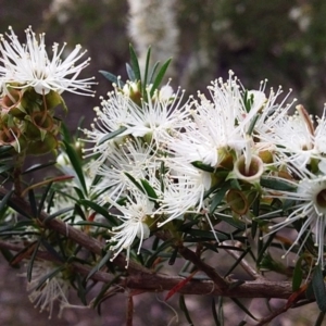 Kunzea ambigua at Bawley Point, NSW - 4 Nov 2019