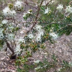 Kunzea ambigua at Bawley Point, NSW - suppressed