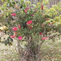 Melaleuca citrina (Crimson Bottlebrush) at Meroo National Park - 4 Nov 2019 by GLemann