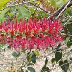 Callistemon citrinus at Bawley Point, NSW - 4 Nov 2019 04:00 PM