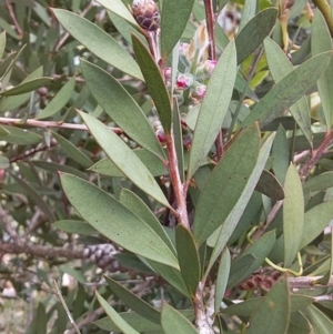 Callistemon citrinus at Bawley Point, NSW - 4 Nov 2019 04:00 PM