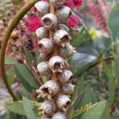 Callistemon citrinus at Bawley Point, NSW - 4 Nov 2019