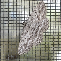 Psilosticha absorpta (Fine-waved Bark Moth) at Aranda, ACT - 4 Nov 2019 by Jubeyjubes