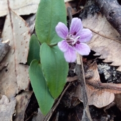 Schelhammera undulata (Lilac Lily) at Bawley Point, NSW - 4 Nov 2019 by GLemann