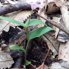 Schelhammera undulata at Bawley Point, NSW - 4 Nov 2019