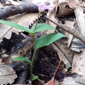 Schelhammera undulata at Bawley Point, NSW - 4 Nov 2019