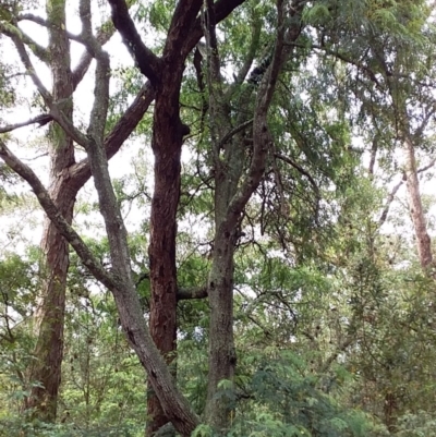 Acacia elata (Mountain Cedar Wattle) at Meroo National Park - 4 Nov 2019 by GLemann