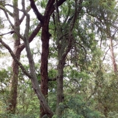 Acacia elata (Mountain Cedar Wattle) at Bawley Point, NSW - 4 Nov 2019 by GLemann