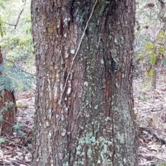 Acacia elata at Bawley Point, NSW - 4 Nov 2019 04:34 PM